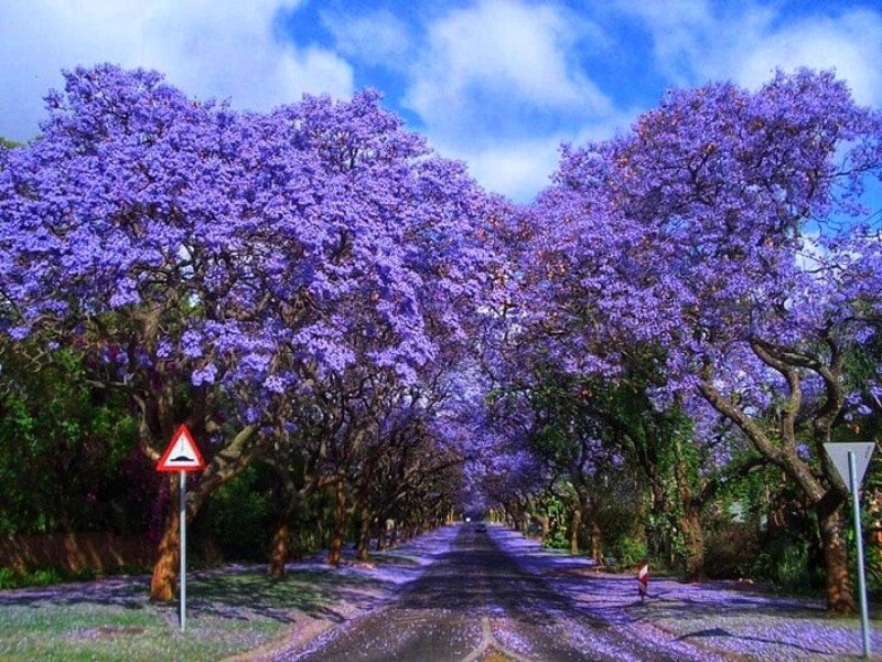 Pretoria: What to do if you only have one day