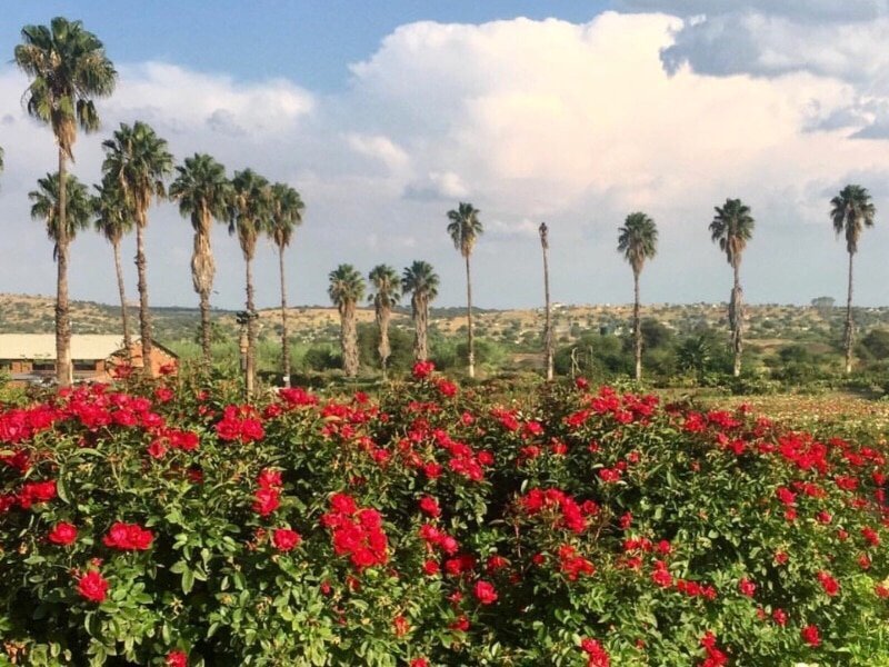 Luwidgs Rose Farm, Pretoria, South Africa