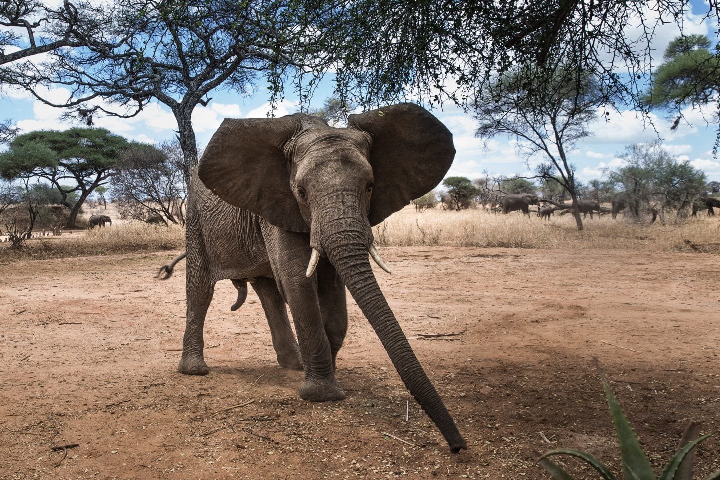 kruger national park safari