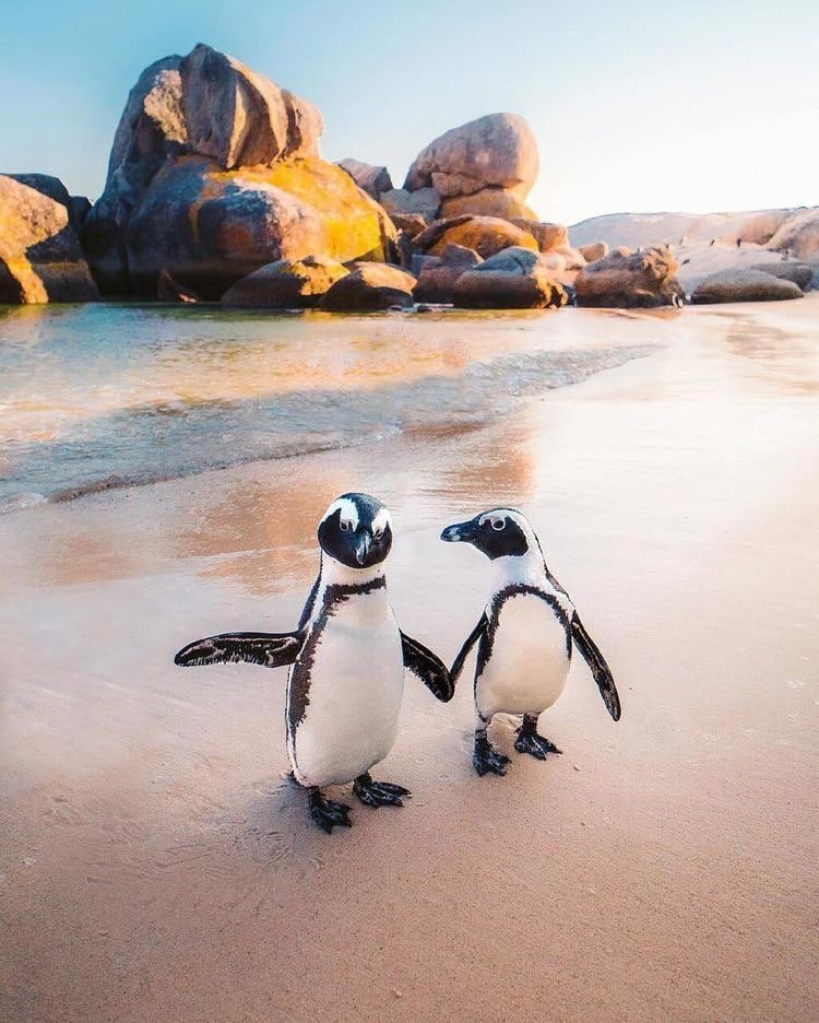 Penguins in South Africa