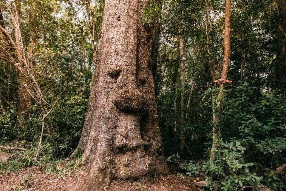 Big Tree